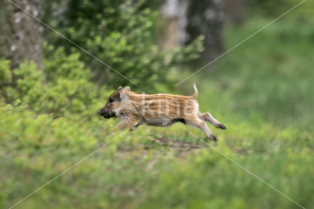 Wild zwijn