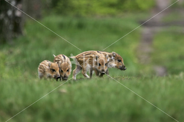 Wild Boar (Sus scrofa)