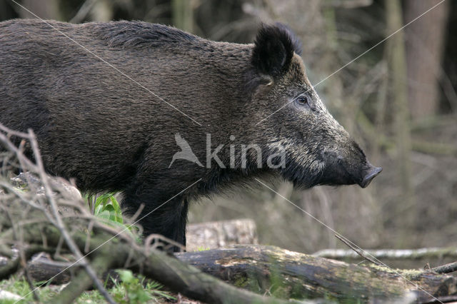 Wild zwijn