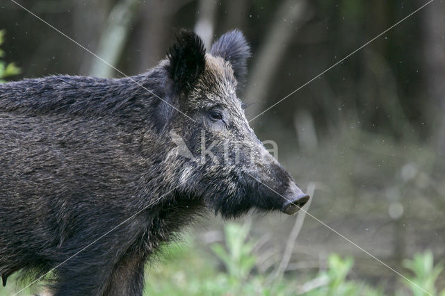 Wild zwijn