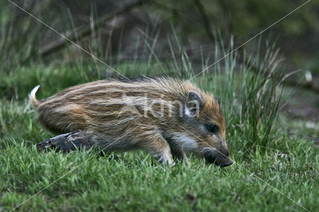 Wild zwijn