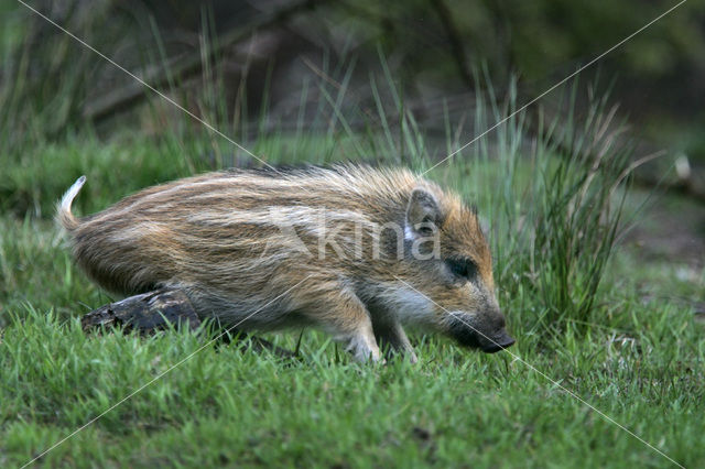 Wild Boar (Sus scrofa)