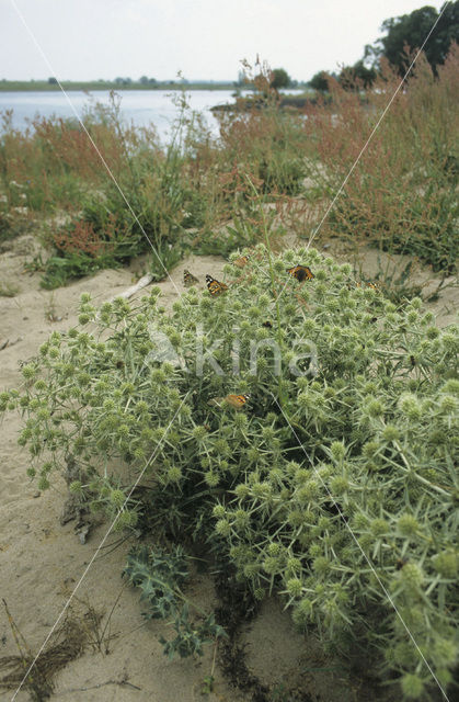 Wilde kruisdistel (Eryngium campestre)