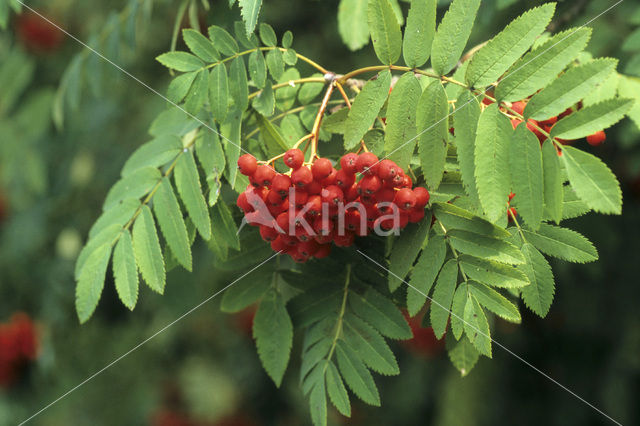 Wilde lijsterbes (Sorbus aucuparia)