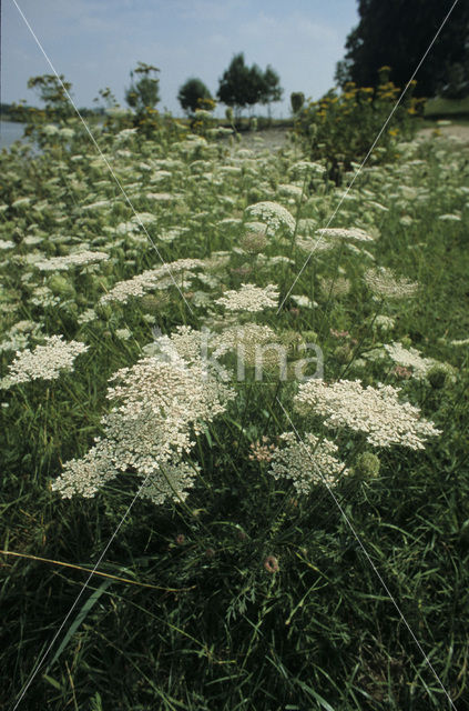 Wild Carrot (Daucus carota)