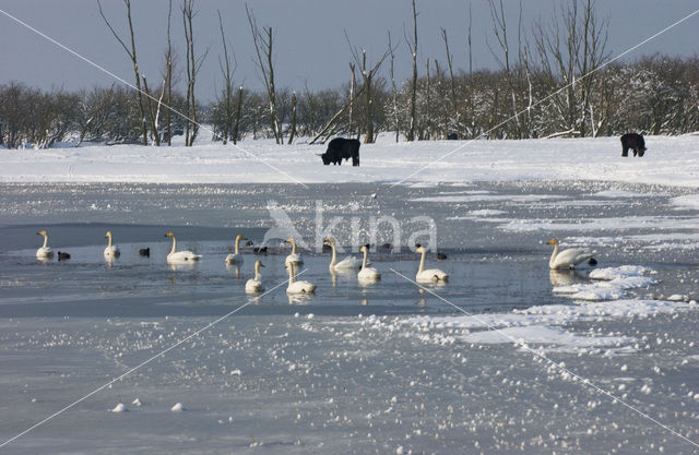 Whooper Swan (Cygnus cygnus)