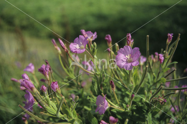 Wilgeroosje (Chamerion angustifolium)