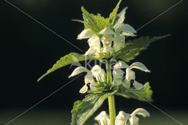 Witte dovenetel (Lamium album)