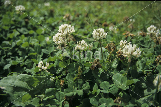 Witte klaver (Trifolium repens)