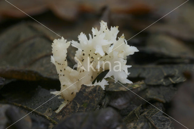 Purple Club Coral (Clavulina coralloides)