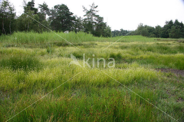 Witte snavelbies (Rhynchospora alba)