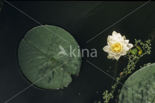 Witte waterlelie (Nymphaea alba)