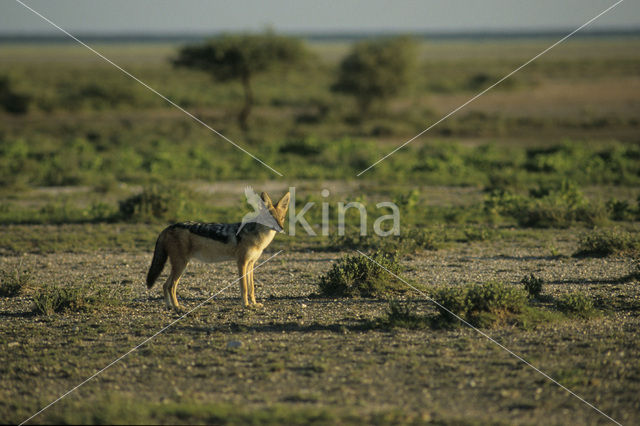 Zadeljakhals (Canis mesomelas)