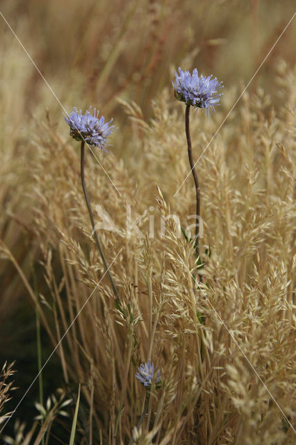 Sheep’s-bit (Jasione montana)