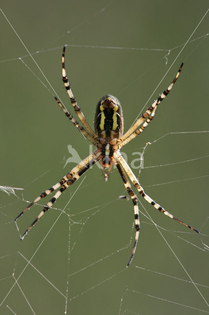 wasp spider (Argiope bruennichi)