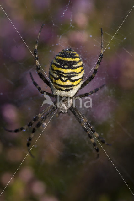 wasp spider (Argiope bruennichi)