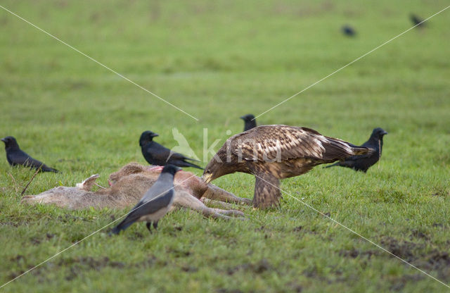 Zeearend (Haliaeetus albicilla)