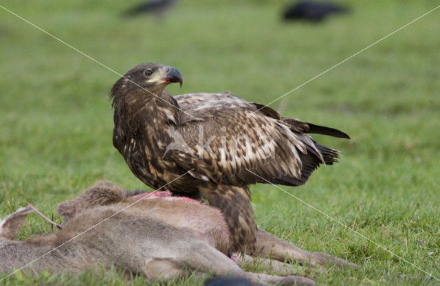 Zeearend (Haliaeetus albicilla)