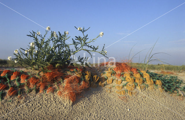 Zeeraket (Cakile maritima)