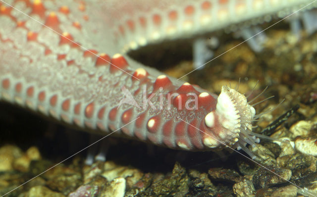 starfish (Asterias spec)