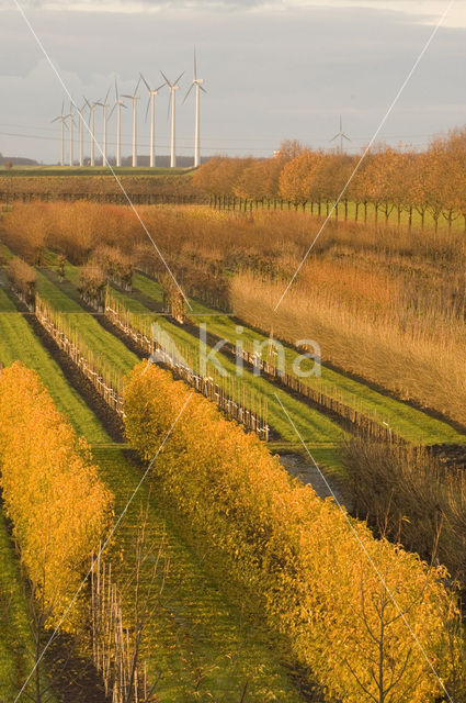 Zeewolderdijk