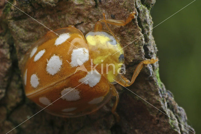 16 spot Ladybird