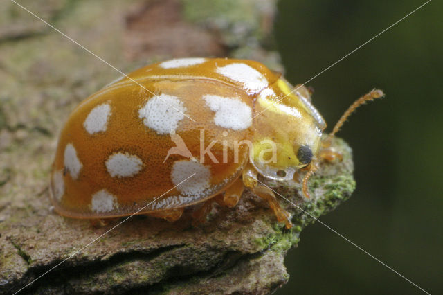 16 spot Ladybird