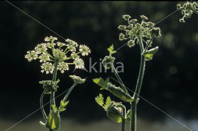 Ground-elder (Aegopodium podagraria)