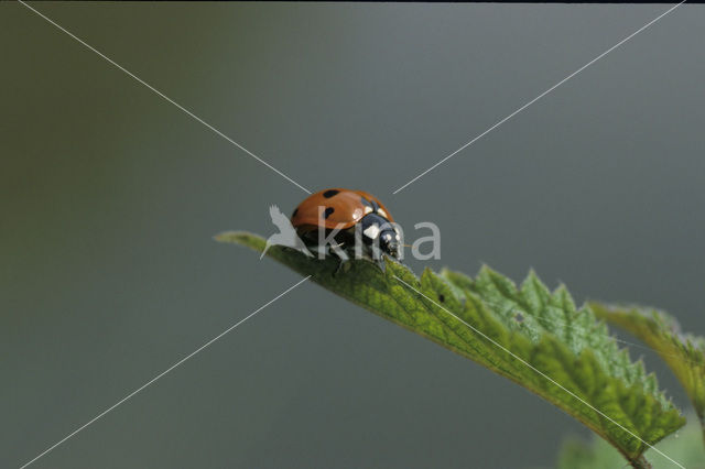 Zevenstippelig lieveheersbeestje (Coccinella septempunctata