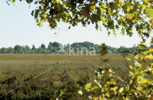 Zomereik (Quercus robur)