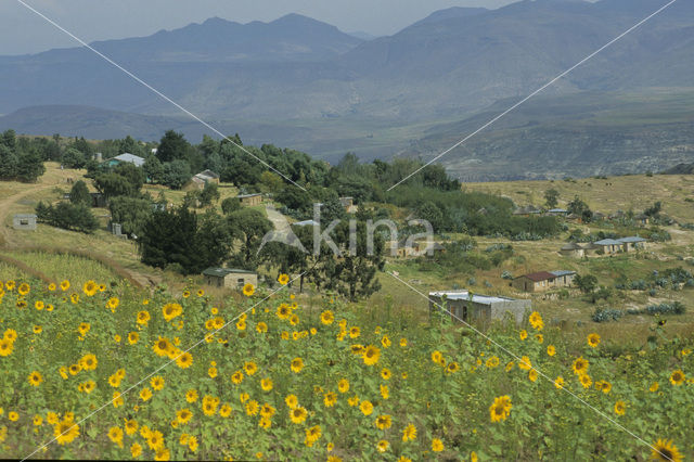 Zonnebloem (Helianthus annuus)