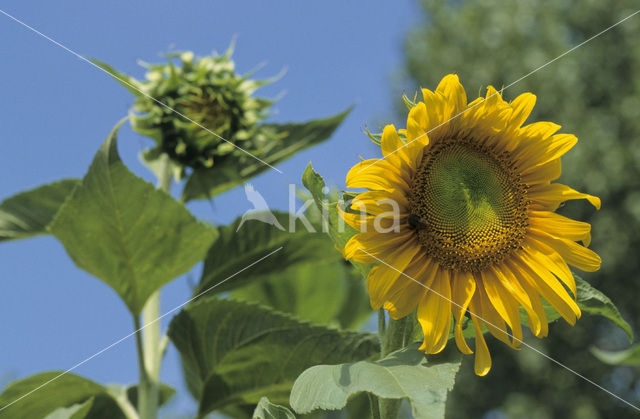 Zonnebloem (Helianthus annuus)