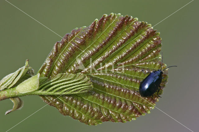 black alder (Alnus glutinosa)