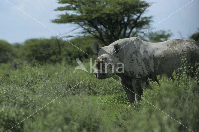 Black Rhinoceros