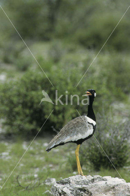 Black-bellied Bustard (Eupodotis melanogaster)