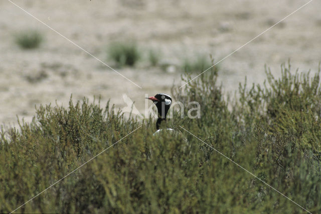 Black-bellied Bustard (Eupodotis melanogaster)