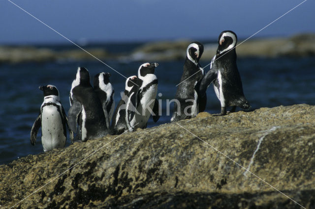 African Penguin