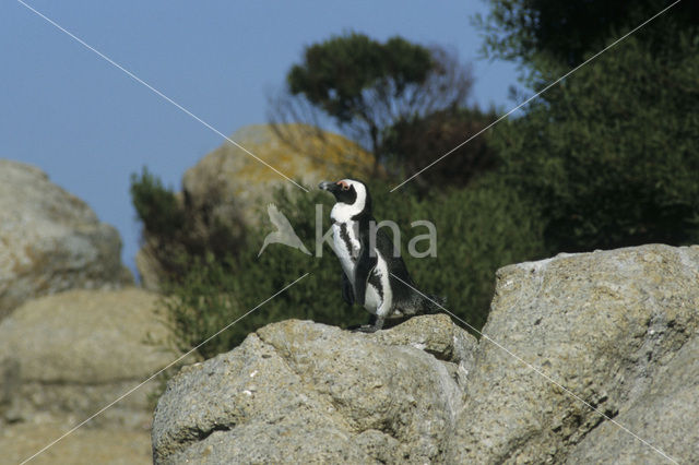 African Penguin