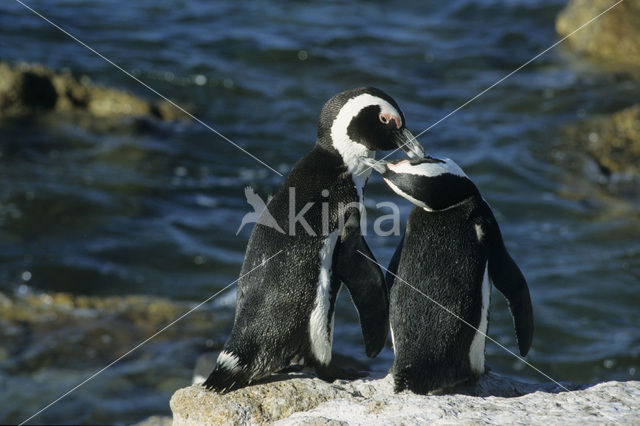Zwartvoetpinguin (Spheniscus demersus)