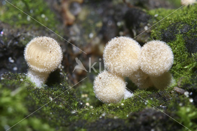 Fairy Inkcap (Coprinus disseminatus)