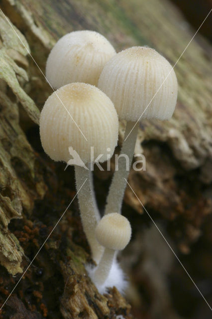 Fairy Inkcap (Coprinus disseminatus)