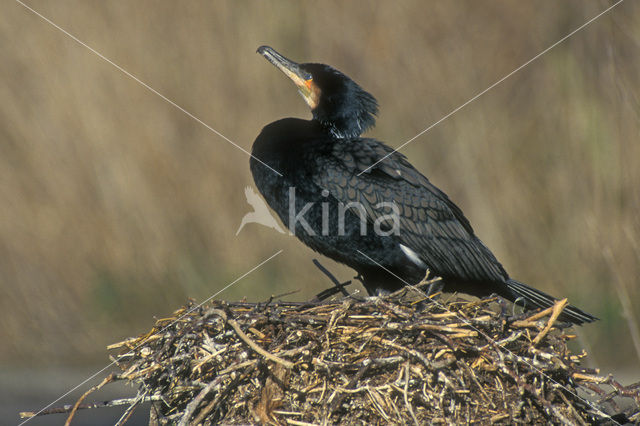 Great Cormorant (Phalacrocorax carbo)