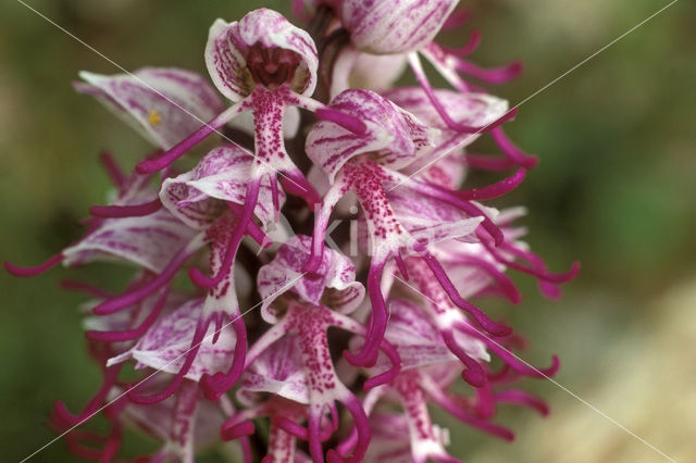 Monkey Orchid (Orchis simia)