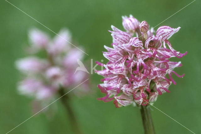 Monkey Orchid (Orchis simia)