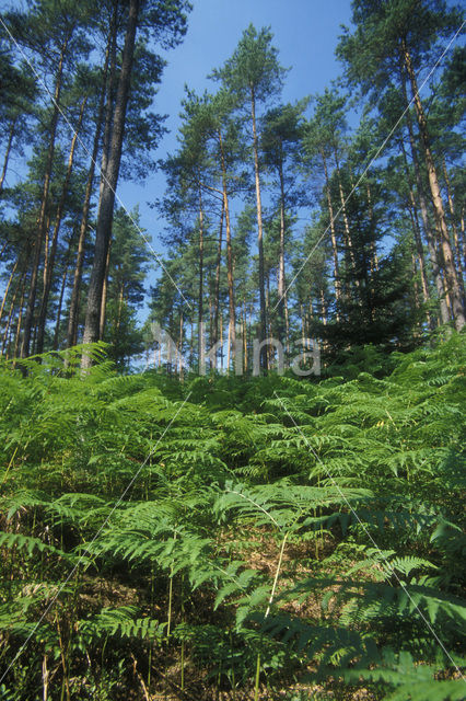 Western brackenfern (Pteridium aquilinum)