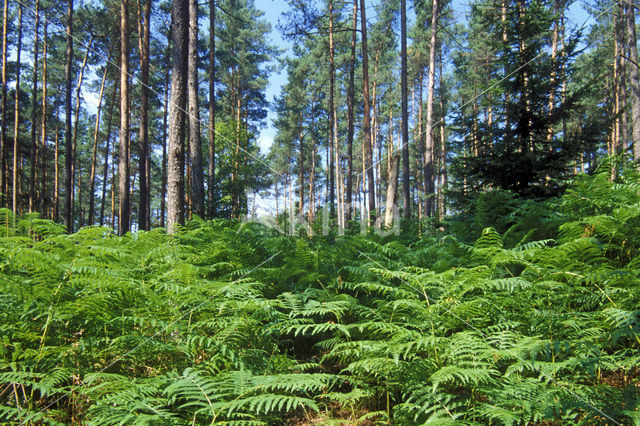 Western brackenfern (Pteridium aquilinum)