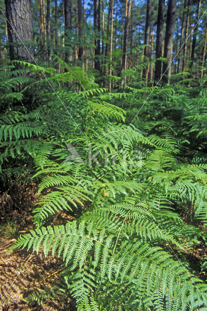 Western brackenfern (Pteridium aquilinum)