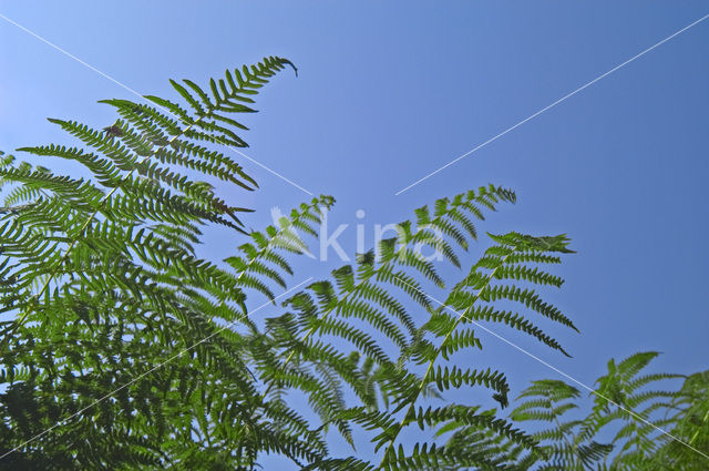 Western brackenfern (Pteridium aquilinum)