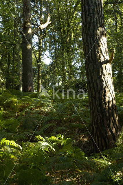 Western brackenfern (Pteridium aquilinum)