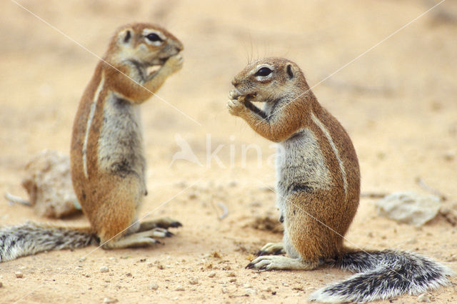 Afrikaanse grondeekhoorn (Xerus inauris)